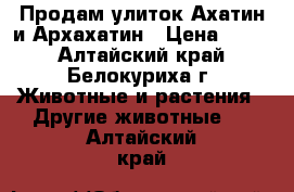 Продам улиток Ахатин и Архахатин › Цена ­ 100 - Алтайский край, Белокуриха г. Животные и растения » Другие животные   . Алтайский край